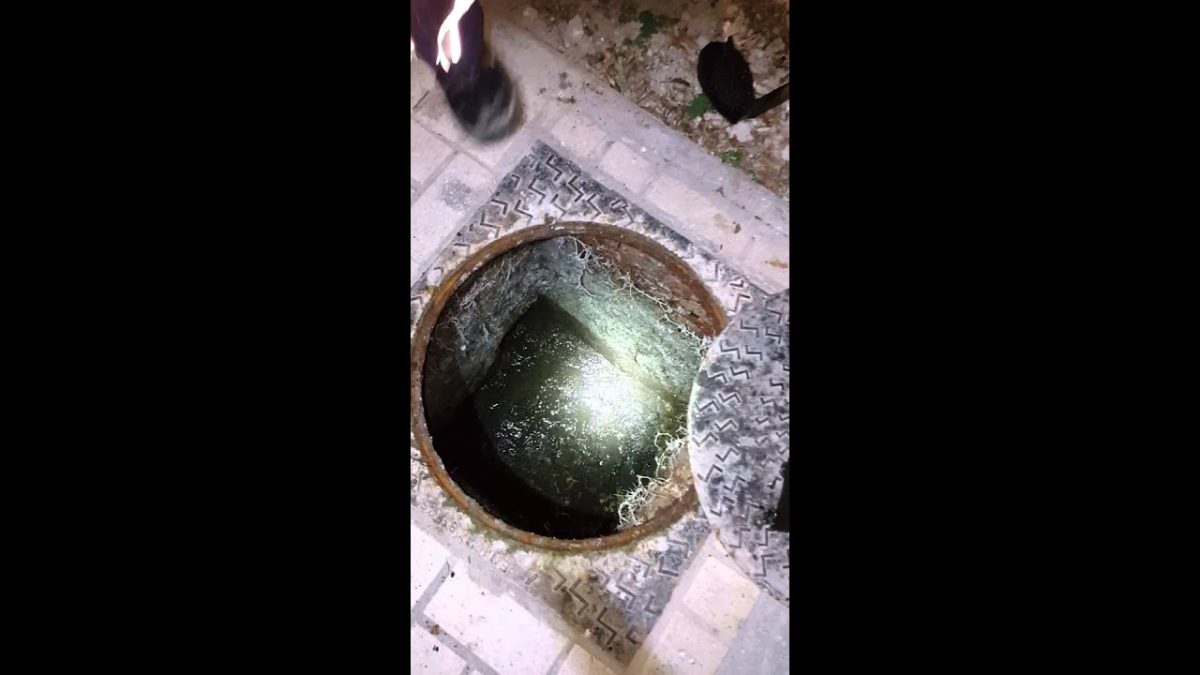 atasco en arqueta por raíces