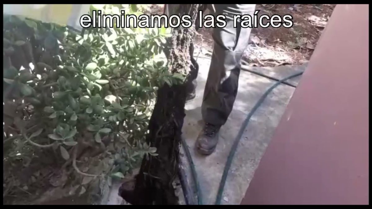 Desatasco de tuberías por raíces en Girona: soluciones efectivas y duraderas